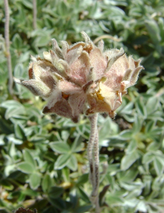 Potentilla apennina